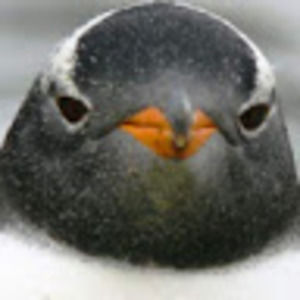 Meet your Posher, Henry